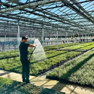 Man watering plants in a vibrant indoor greenhouse filled with lush greenery.