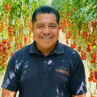 Man in greenhouse proudly showcasing vibrant tomato harvest, representing sustainable agriculture and fresh produce.