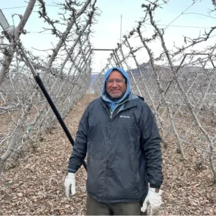 Man pruning dormant grapevines in a winter vineyard, preparing for the upcoming growing season.