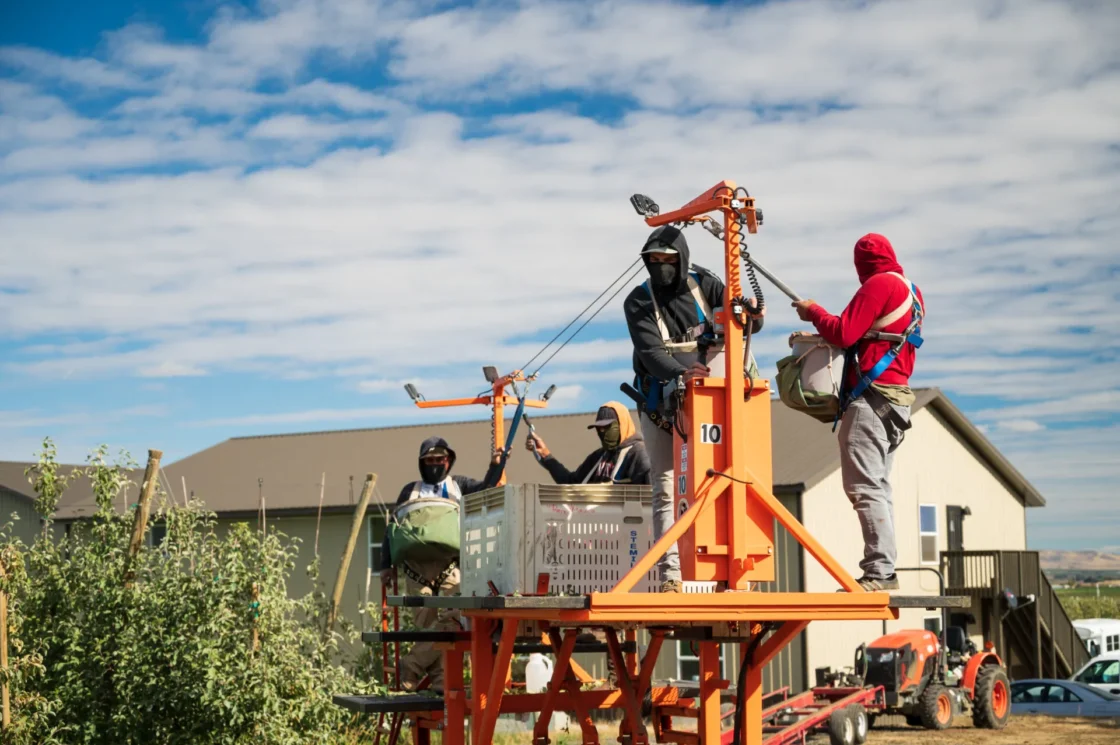 Workers on an orange lift harvesting crops in a vibrant agricultural scene.