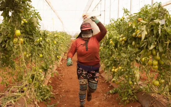 Female agricultural worker in greenhouse harvesting green tomatoes for sustainable farming.